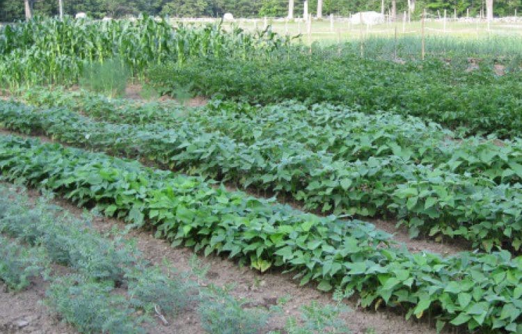 A lush and healthy home vegetable garden with raised beds