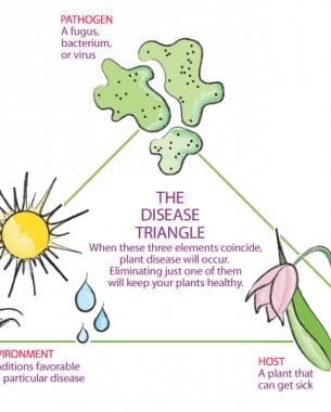Illustration of the plant disease triangle: host, pathogen, and environment