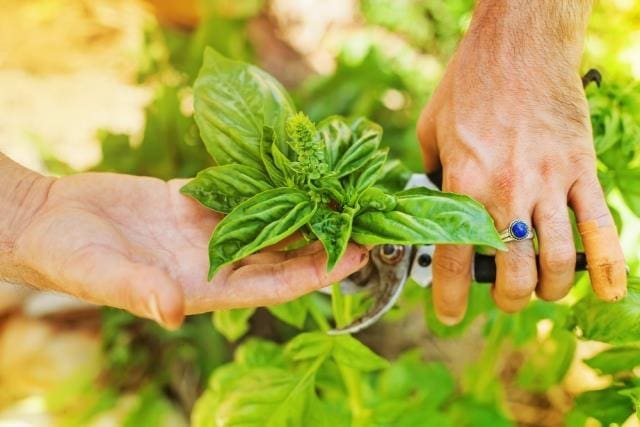 A gardener carefully pruning a healthy plant to improve air circulation