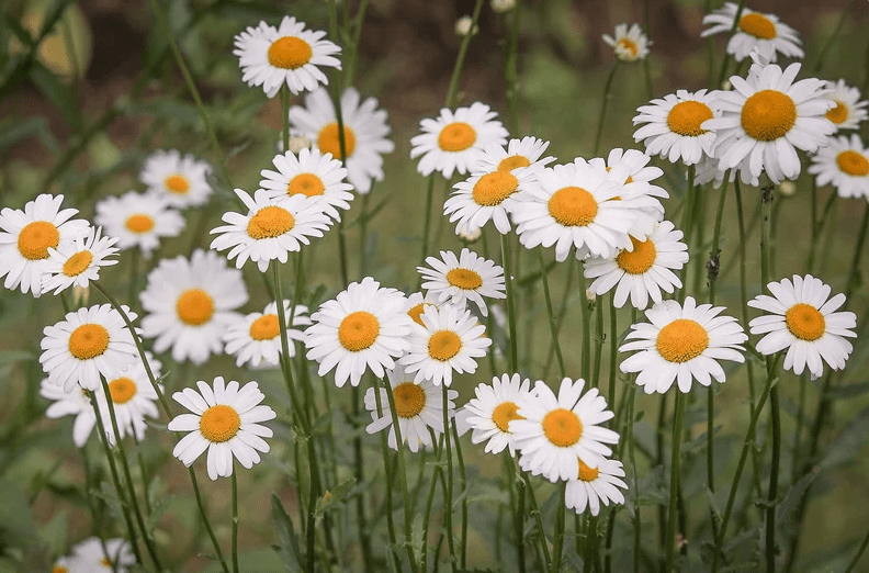 White Daisy Flowers in a lush summer garden A beautiful cluster of white daisy flowers blooming in a lush green summer garden