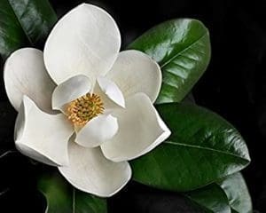 A large white Magnolia flower blooming on a branch A large, fragrant white Magnolia flower blooming on a tree branch