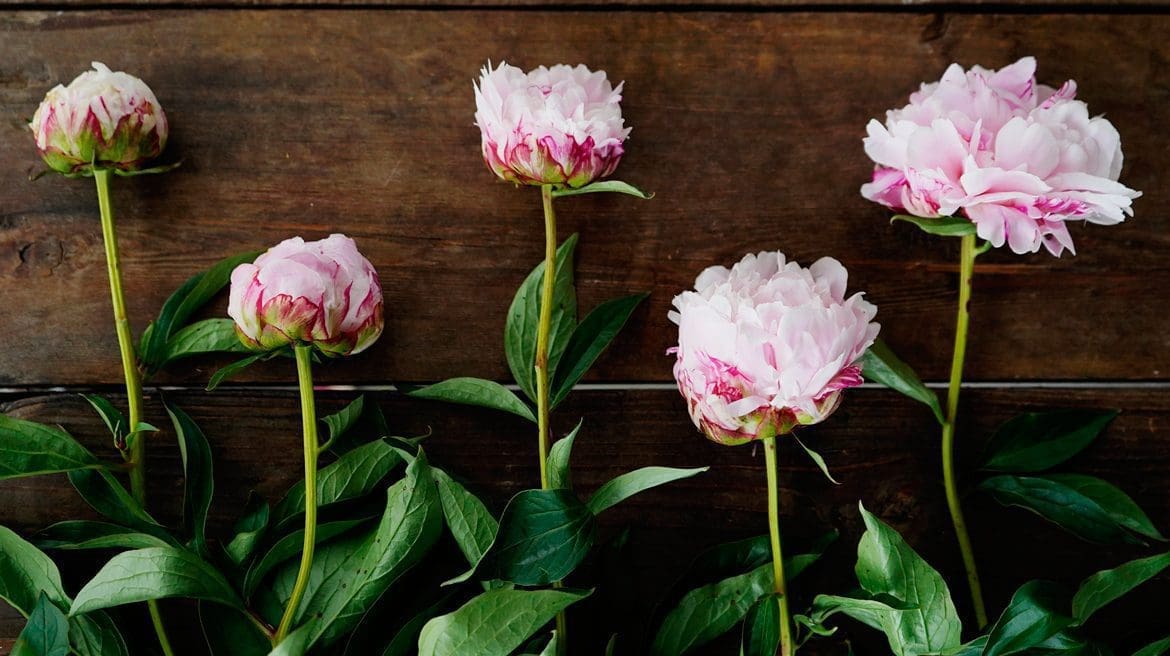 A lush pink Peony flower in a garden A large, luxurious pink Peony blossom with deep green leaves