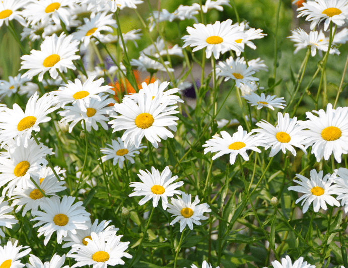 Close up of a vibrant Shasta Daisy A close up of a vibrant white Shasta Daisy with a bright yellow center