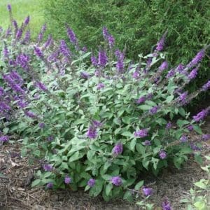 Purple Butterfly Bush flowers attracting pollinators Bright purple Butterfly Bush flowers in a garden setting