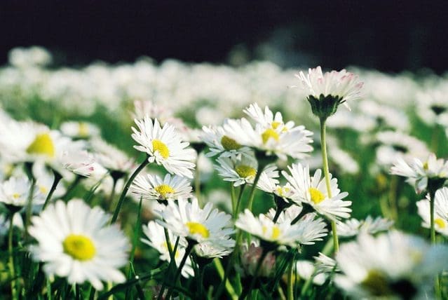 A beautiful patch of white Daisy Flowers A close-up of classic white daisies with bright yellow centers blooming in a garden