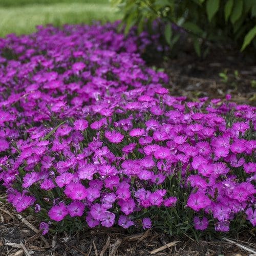 A cluster of bright pink Dianthus flowers A vibrant cluster of pink Dianthus flowers growing as ground cover