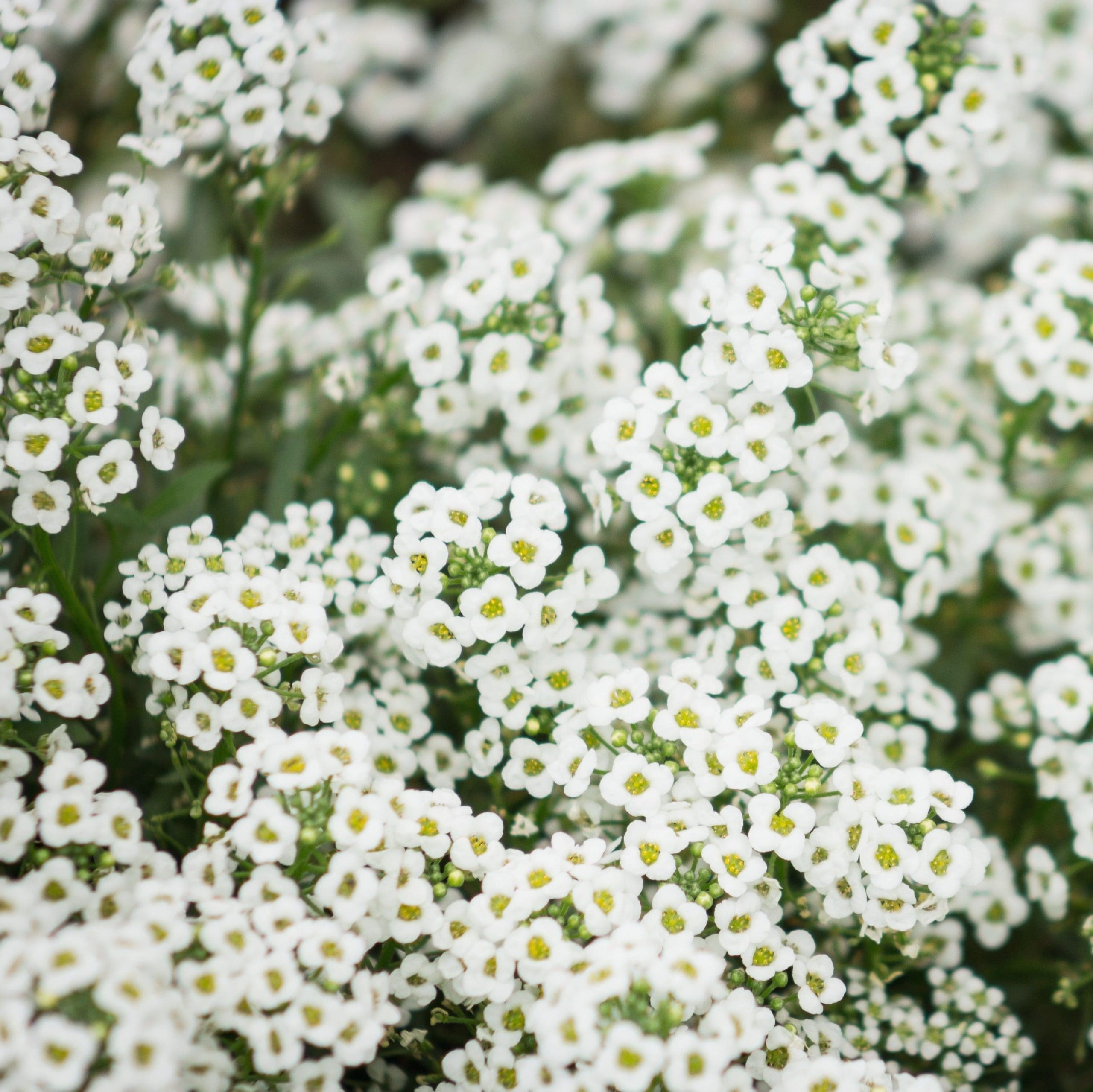 A carpet of tiny white Sweet Alyssum flowers A dense carpet of tiny, fragrant white Sweet Alyssum flowers