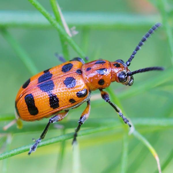An asparagus beetle on an asparagus spear