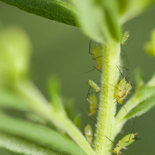 A cluster of tiny green aphids on a plant stem