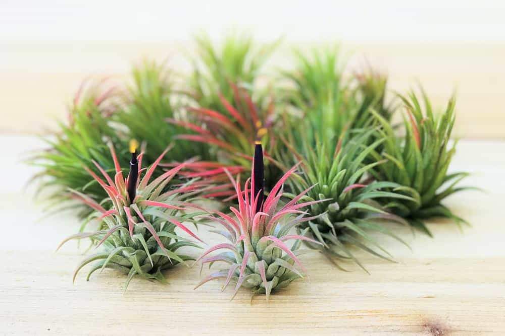 A collection of small green Air Plants