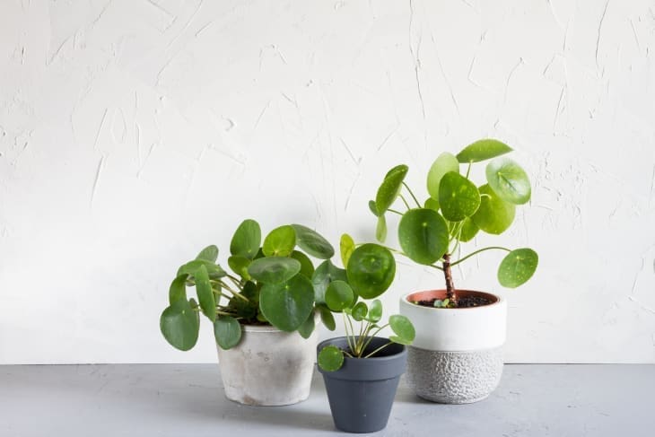 A Chinese Money Plant with round, coin-like leaves