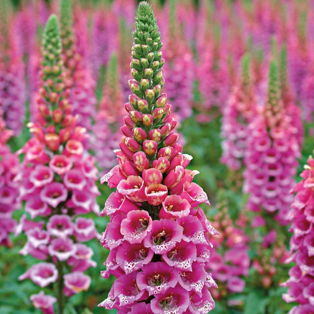 Tall purple Foxglove spikes growing in a woodland setting Tall spikes of purple and pink Digitalis (Foxglove) flowers blooming in a shaded forest