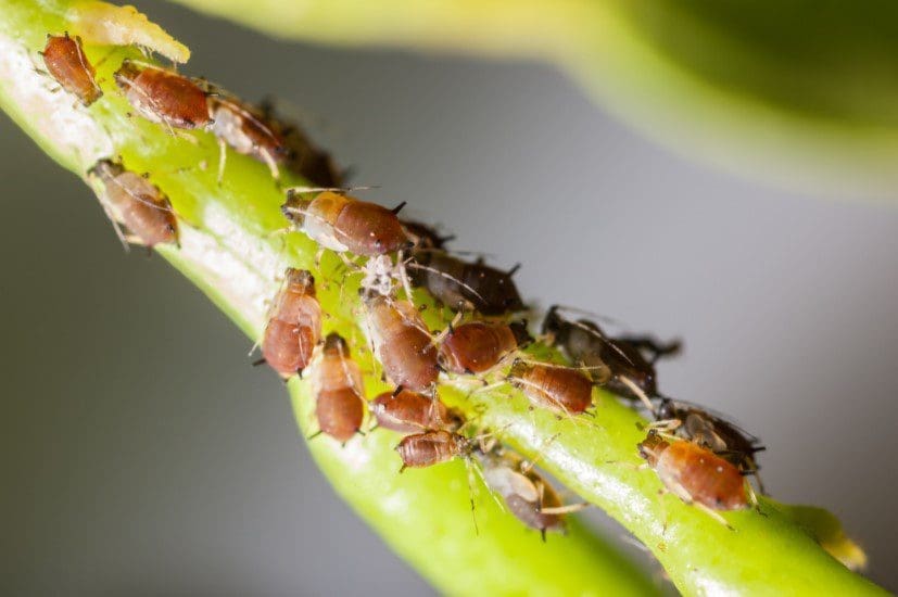 Various common Garden Pests on a leaf A close up of a green leaf damaged by common garden pests