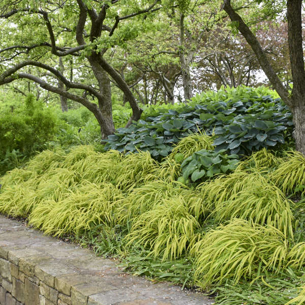 A cascading mound of bright green Hakonechloa grass A lush, cascading mound of bright yellow-green Hakonechloa (Japanese Forest Grass) covering a shaded pathway