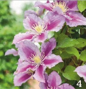 Pale pink striped Nelly Moser clematis flower blooming in light shade