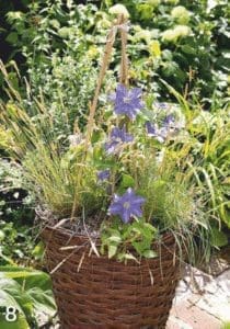 Blue Fujimusume clematis blooming in a patio container with bamboo supports