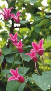 Bright pink Princess Diana clematis growing on a metal garden obelisk