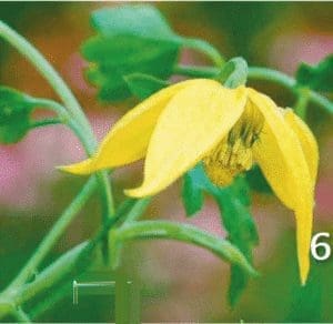 Yellow bell-shaped Clematis tangutica climbing over a wooden pergola