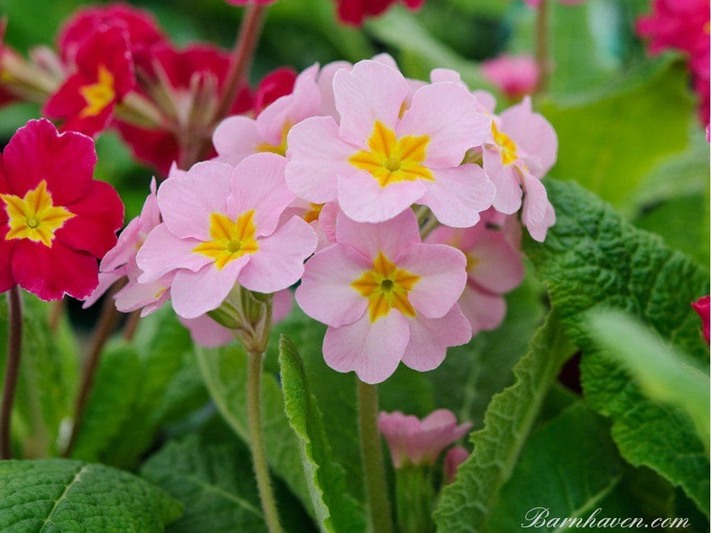 A cluster of vibrant yellow and pink Primrose flowers A close up of colorful Primula (Primrose) flowers blooming in a shaded garden bed