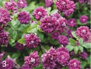 Double purple Purpurea Plena Elegans clematis scrambling through a green shrub