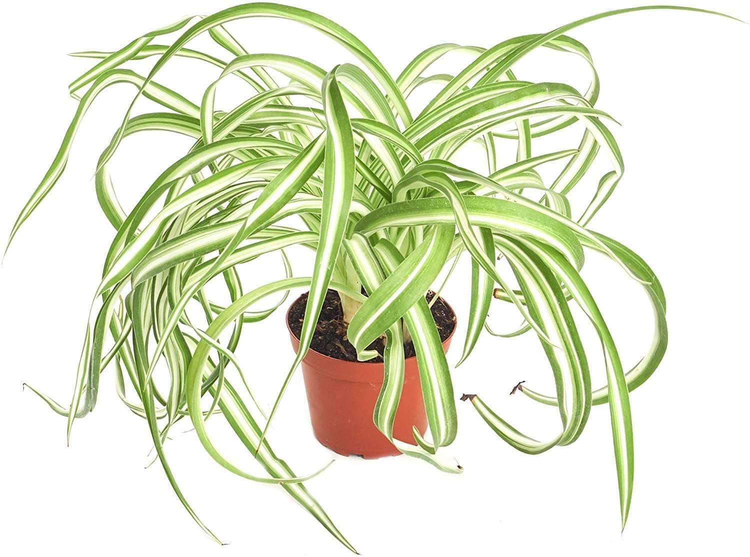 Spider Plant Spider Plant