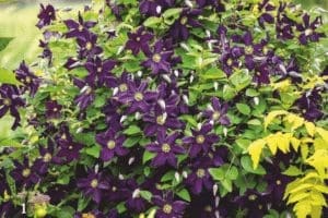 Dark purple Romantika clematis covering a wooden fence panel