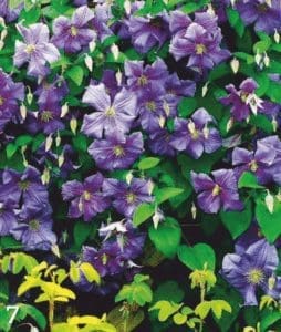 Light blue Perle d'Azur clematis covering a brick wall