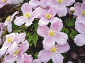 Pink Clematis montana climbing up a mature tree trunk