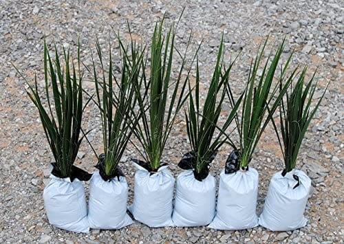 A healthy green Yucca Houseplant in a white pot A beautiful indoor Yucca plant sitting in a bright room