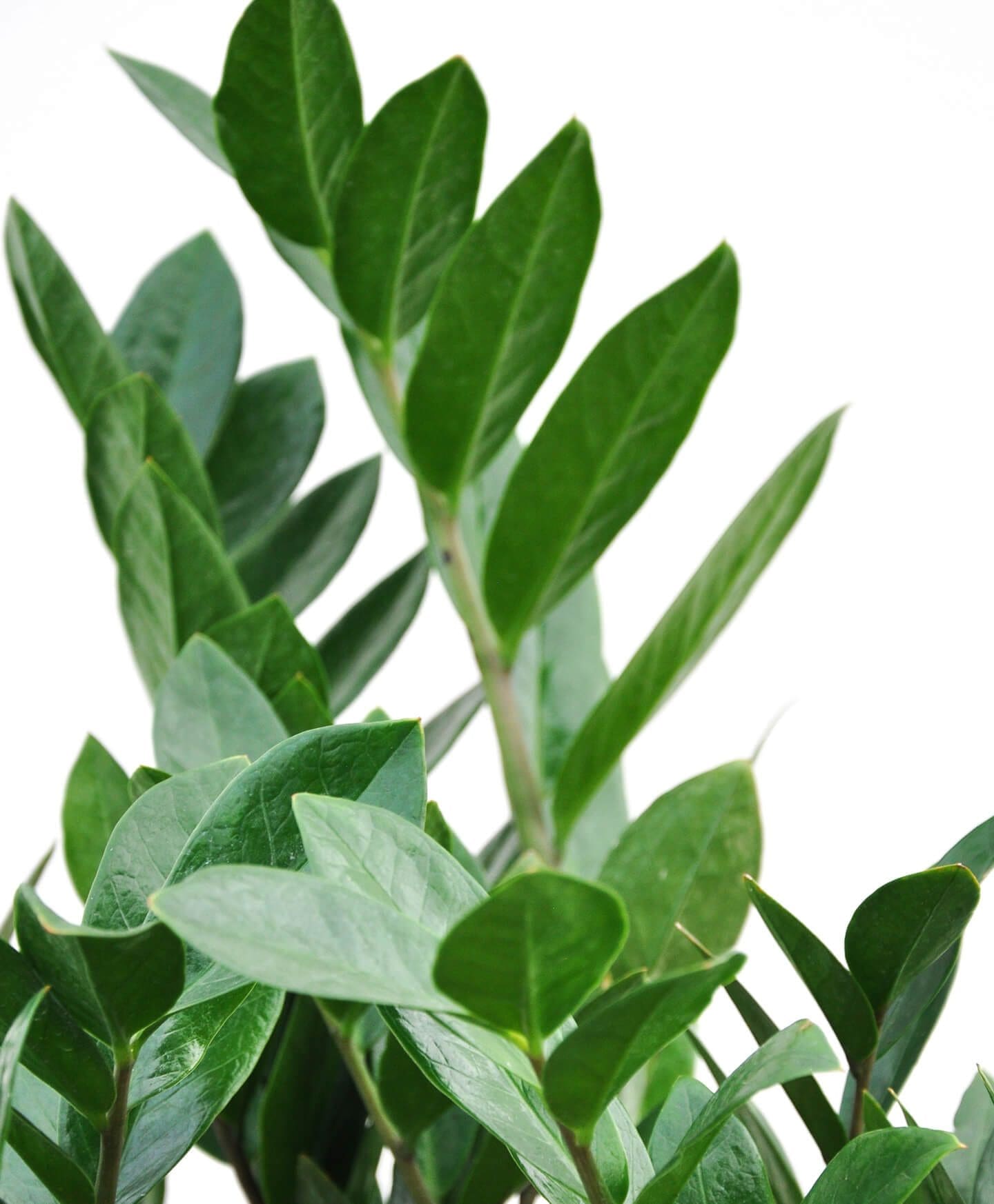 A healthy, glossy ZZ Plant in a white indoor pot A beautiful ZZ Plant (Zamioculcas zamiifolia) with shiny dark green leaves
