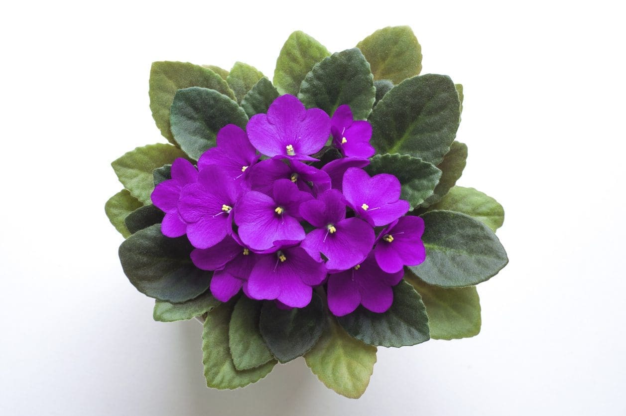 A blooming purple African Violet in a pot