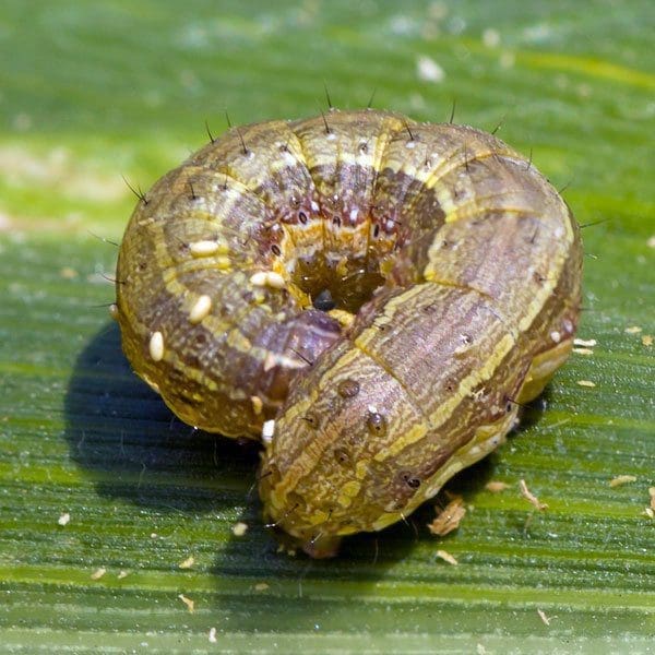 An armyworm caterpillar crawling on a green leaf