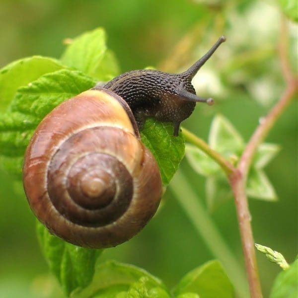 A garden snail crawling across wet soil