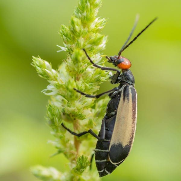 A blister beetle resting on a green leaf