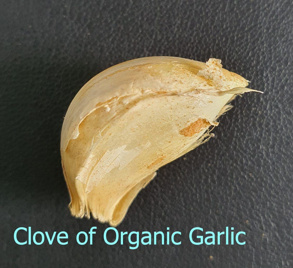 A single, unpeeled Garlic Clove A close-up of a single, fresh, unpeeled garlic clove on a white background