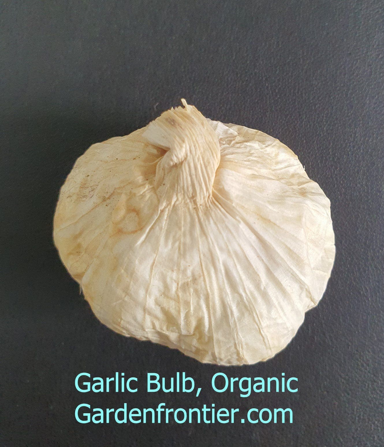 A whole Garlic Bulb ready to be separated into cloves A whole, fresh, organic garlic bulb