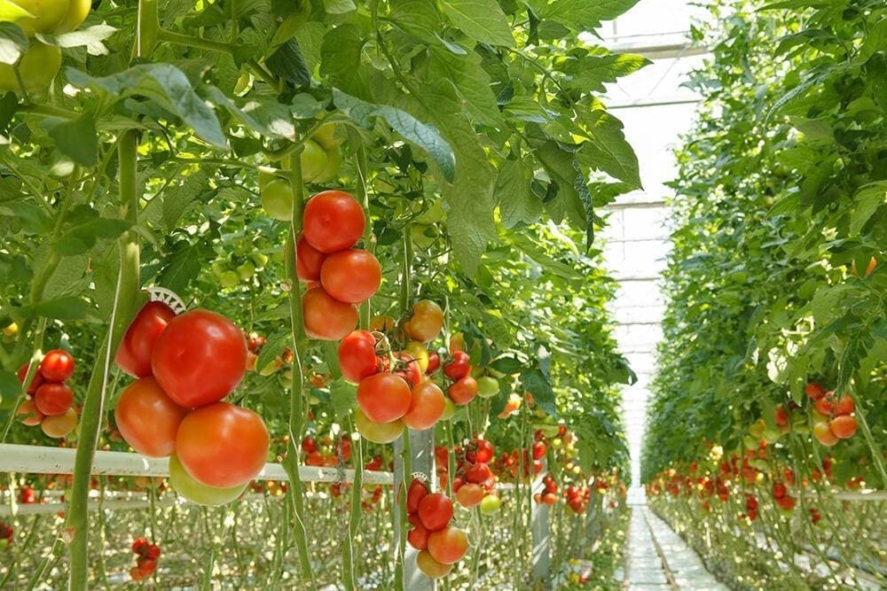 A clean and modern indoor Hydroponics Gardening setup A modern indoor hydroponics gardening system growing fresh green lettuce
