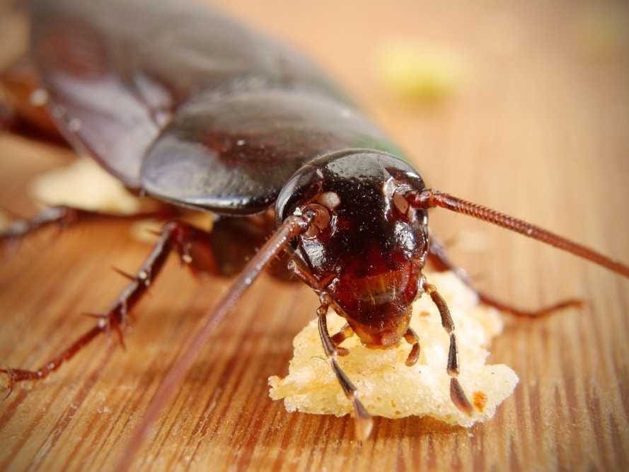 A close-up of a common cockroach A close up macro shot of a brown cockroach on a surface