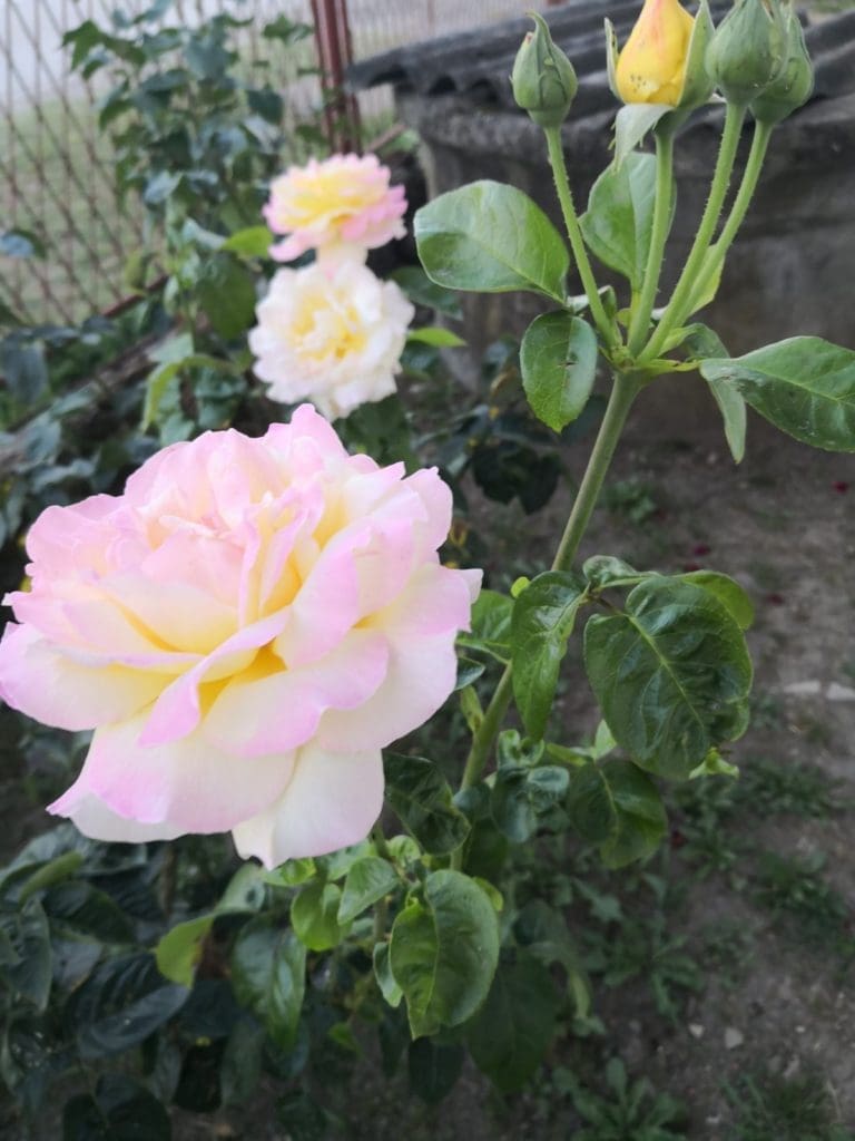 A beautiful, vibrant pink rose blooming in a healthy garden