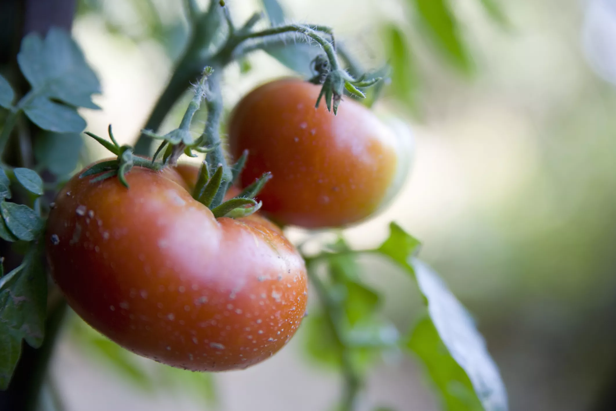 Fresh tomatoes ripening on the vine A cluster of green and red tomatoes ripening on a green vine in the garden