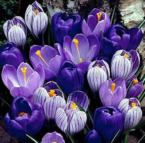 A vibrant purple Crocus flower opening in the spring sun