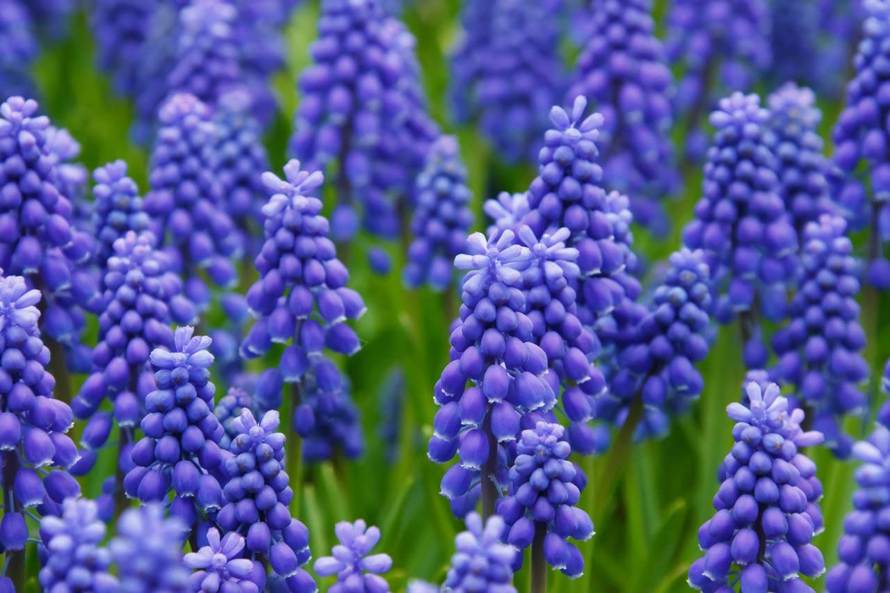 A field of small blue Grape Hyacinth flowers