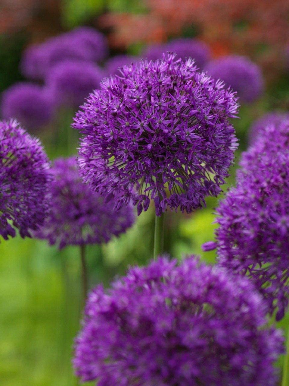 Tall purple spherical Allium (Ornamental Onion) flowers