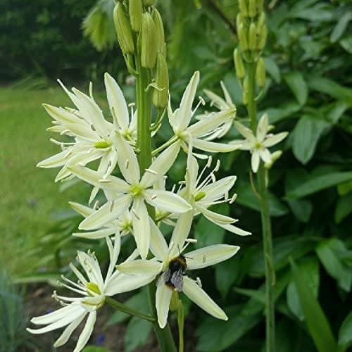 Spikes of blue Quamash flowers blooming in a green garden