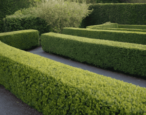 An illustration showing how to shape a garden hedge properly