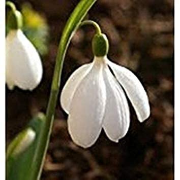 Delicate white Snowdrop flowers blooming in early spring