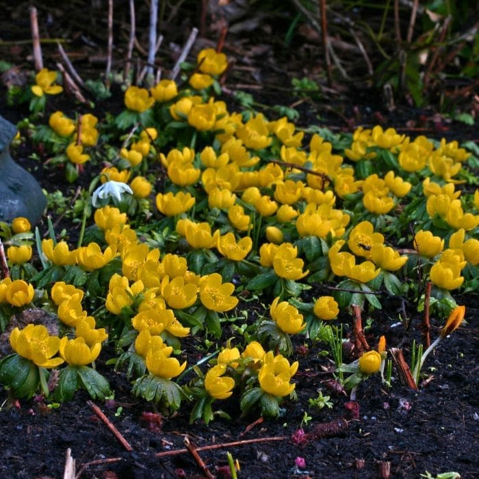 Bright yellow Winter Aconite flowers blooming on the forest floor