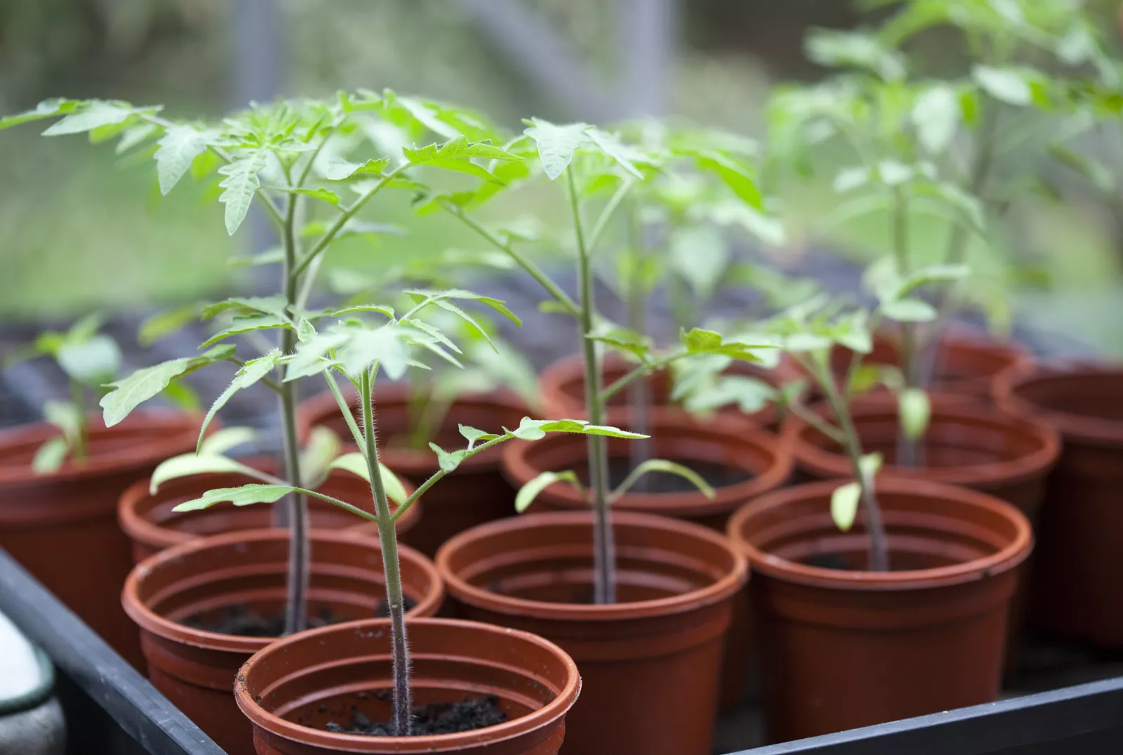 Healthy tomato seedlings growing in small pots Close up of young, healthy green tomato seedlings sprouting from potting soil