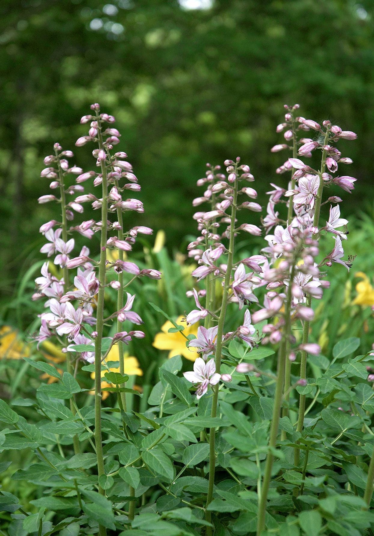 A classic Gas Plant producing spikes of pinkish-white flowers