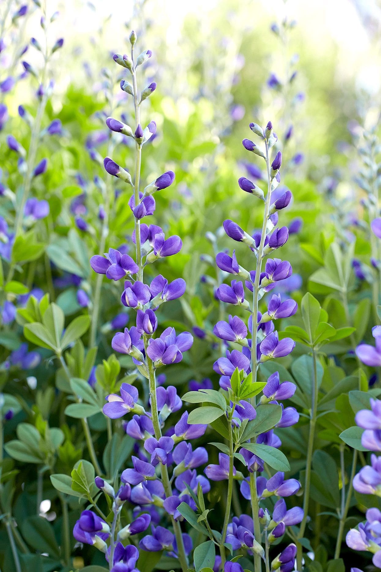 Tall spikes of purple Baptisia (False Indigo) flowers blooming in a garden